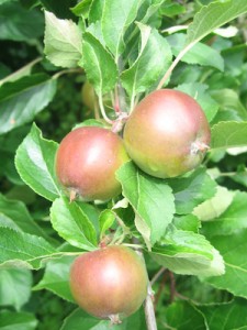 Avalon Apples