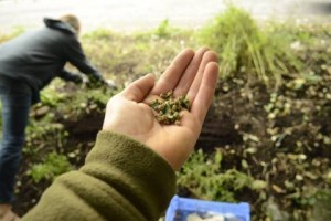 Peg workshop seed saving