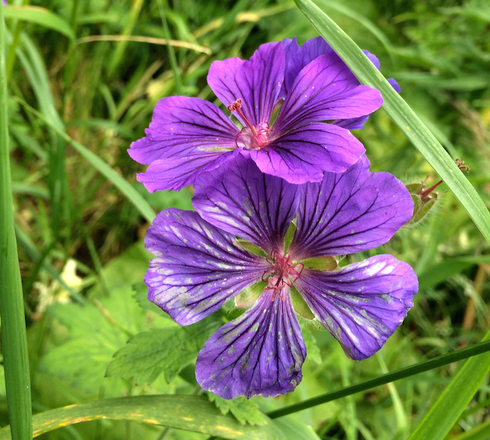 Where are some basics of flowering plant identification?